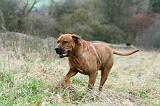 TOSA INU 546